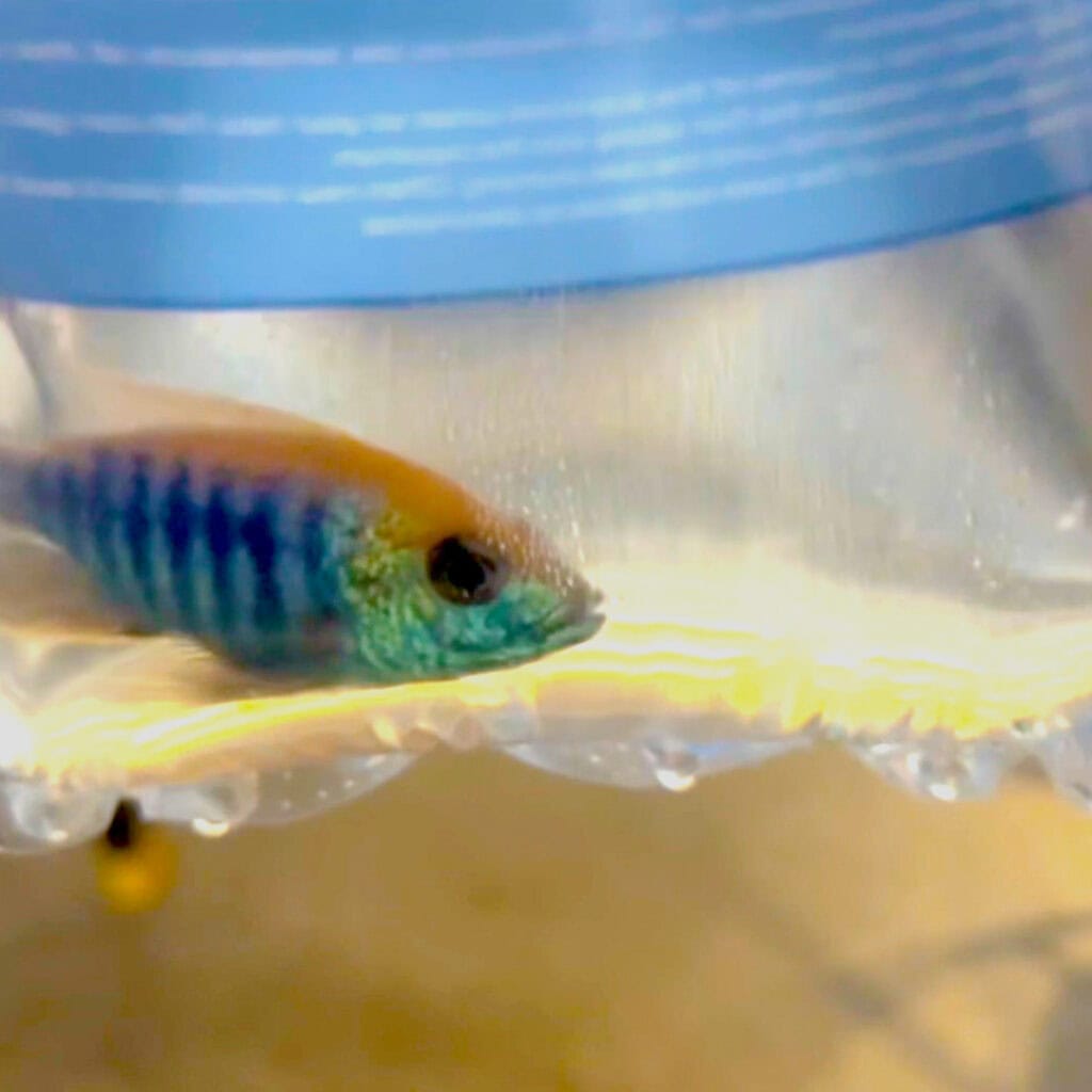 A brightly colored freshwater fish with blue and orange scales swims inside a clear plastic bag filled with water, against a blurred background. The sealed top glows, showcasing the fish's vivid colors—a glimpse into the fascinating world of aquarium maintenance.