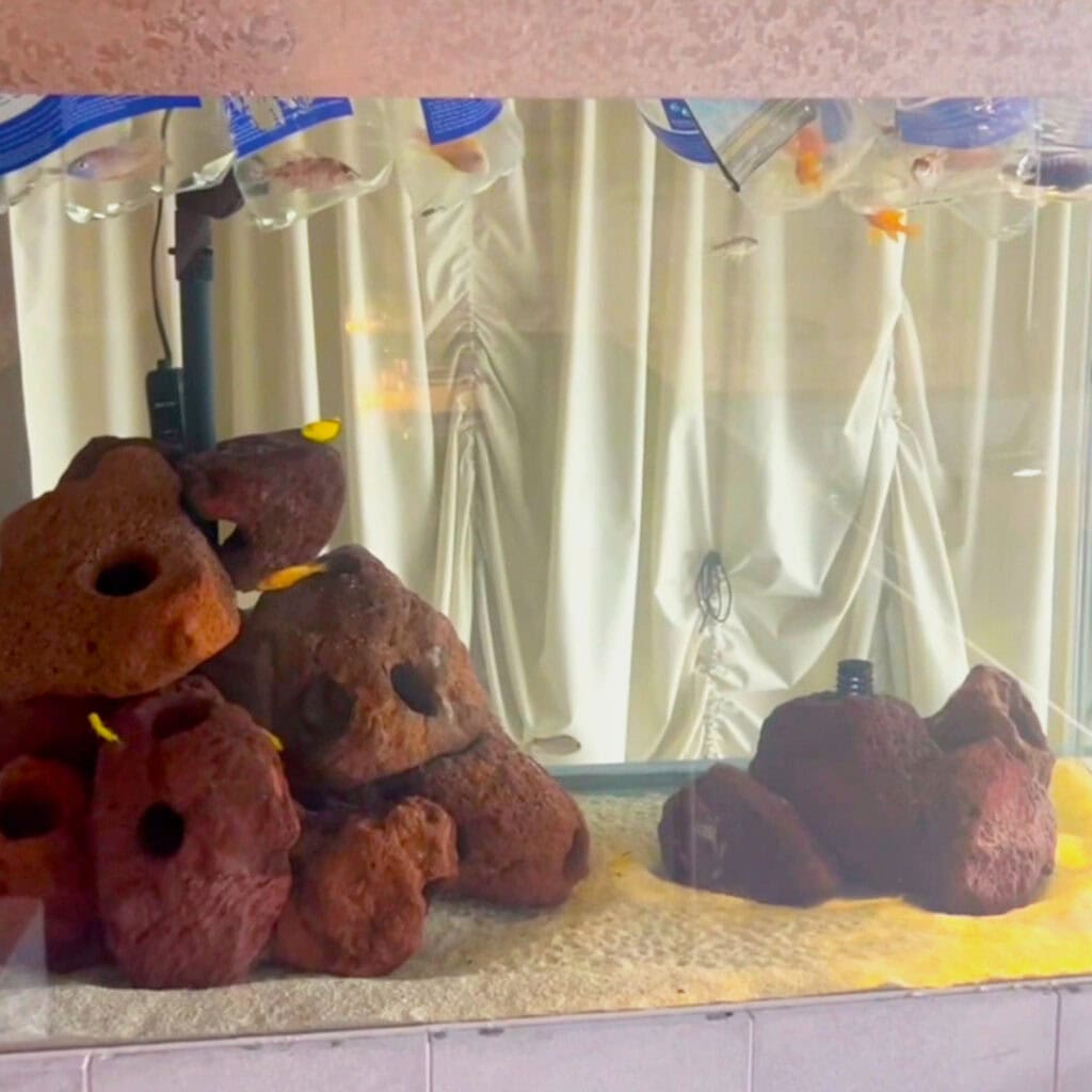Aquarium with a sandy bottom and large red-brown rocks arranged on the left, housing vibrant freshwater fish swimming near the rocks. An automatic feeder ensures they're well-fed, while a curtain is visible in the background through the glass.