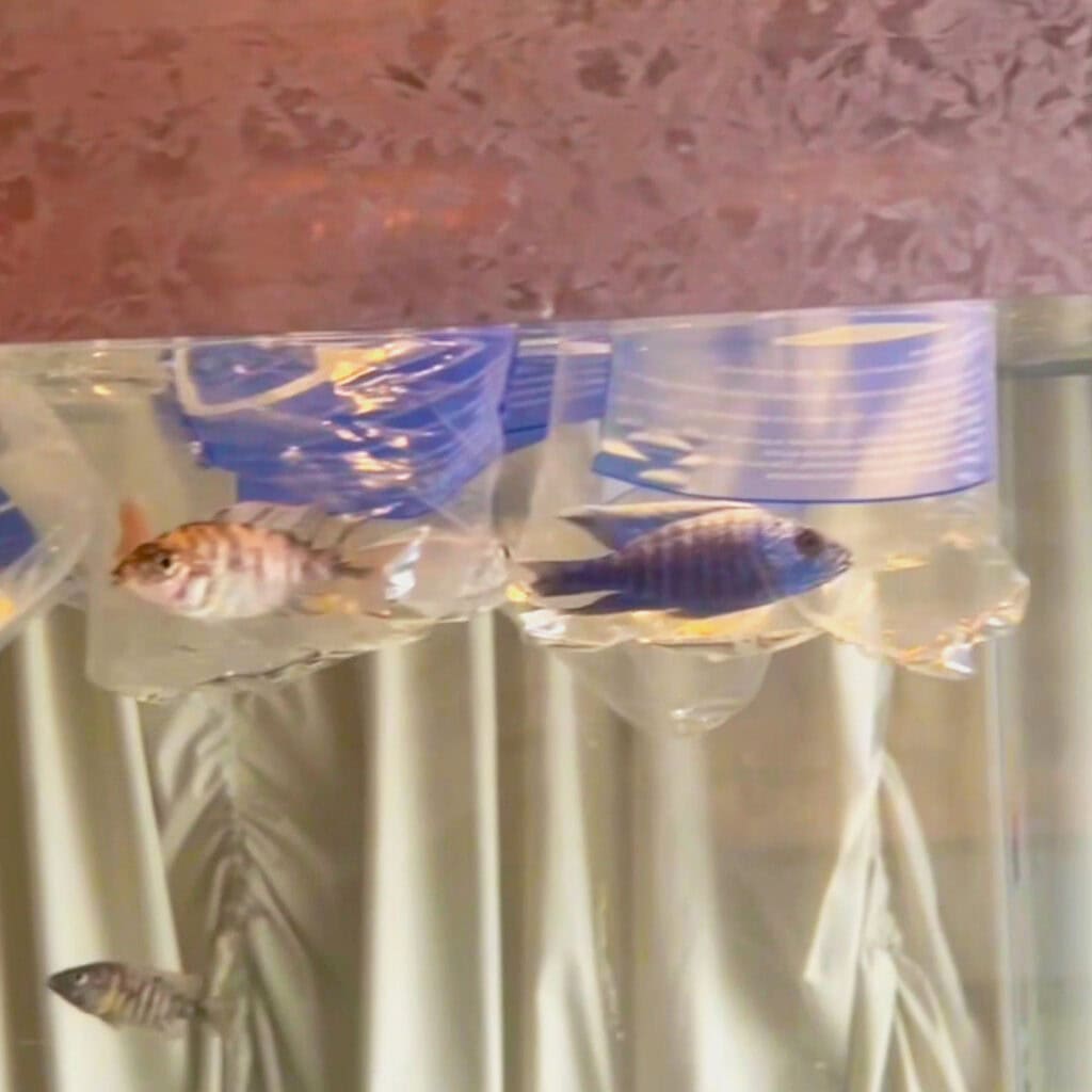 Two fish swim near floating plastic water bottles in a commercial aquarium. The water is clear, and a light drapery is visible in the background, highlighting the unusual juxtaposition of nature and human-made objects in this vibrant display.