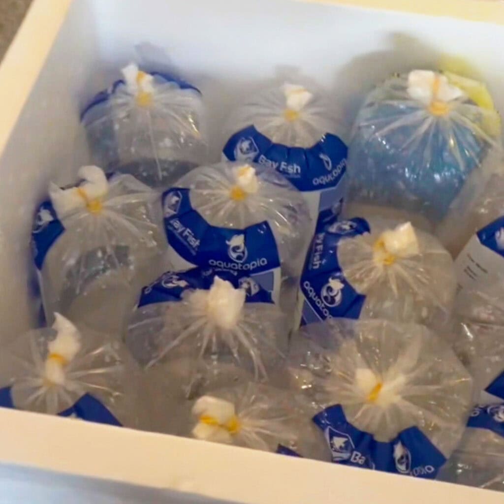 Bags of clear water with blue labeled tops, containing small fish destined for a commercial aquarium, are neatly arranged inside a white foam container. The labels read "aquatopia" with a fish icon.