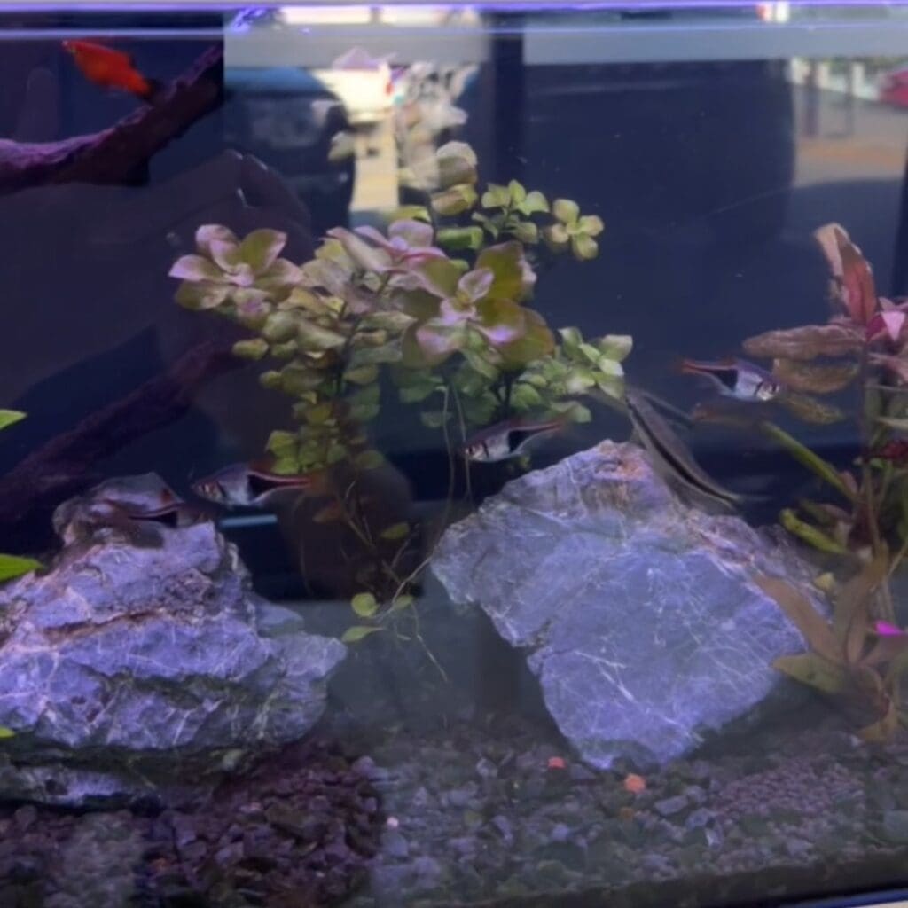 Freshwater aquarium maintenance with siamese flying fox sharks at heathwood smiles dental clinic in brisbane.