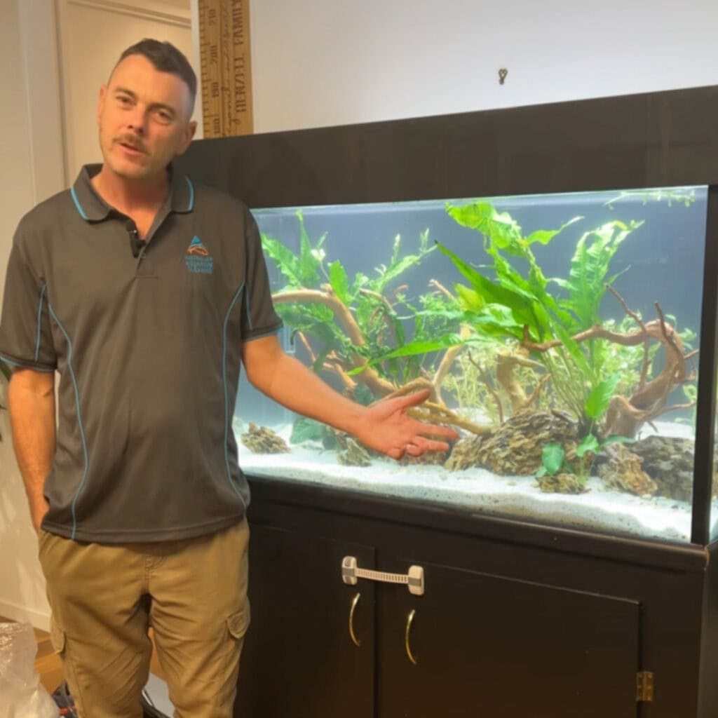 Brenden from australian aquarium cleaning beside a 400 litre planted aquarium with dragon rock and gold vine set up in brisbane