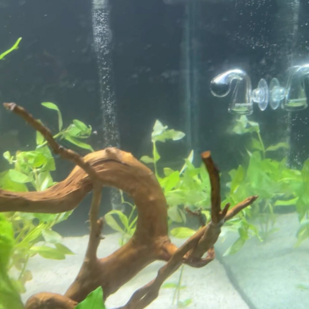 Co2 bubbles moving through a 400 litre planted aquarium, showing flow past gold vine and young stems during first fill in brisbane