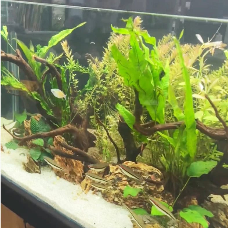 Commercial aquarium maintenance in brisbane by australian aquarium cleaning. Clean planted display with white sand front and natural hardscape.