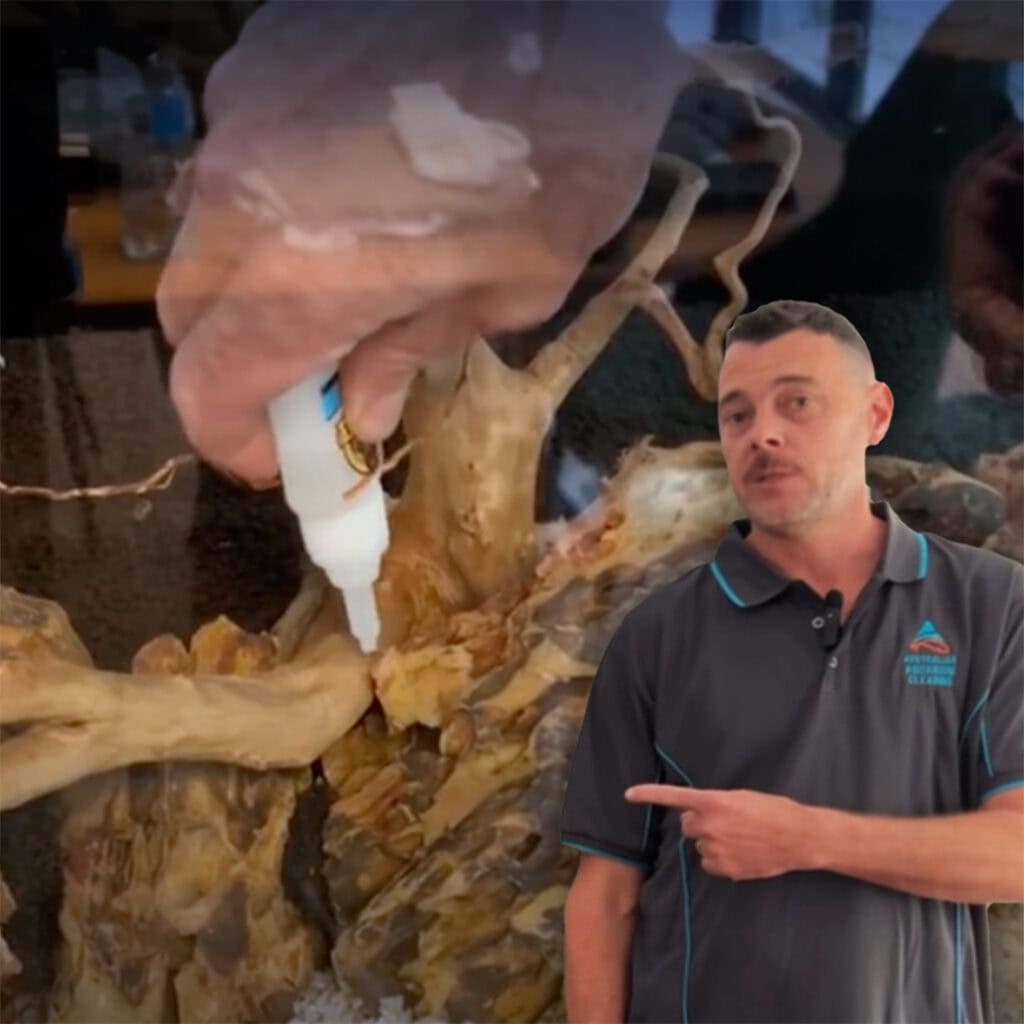 High-quality aquarium cleaning expertise for stunning aquatic environments.