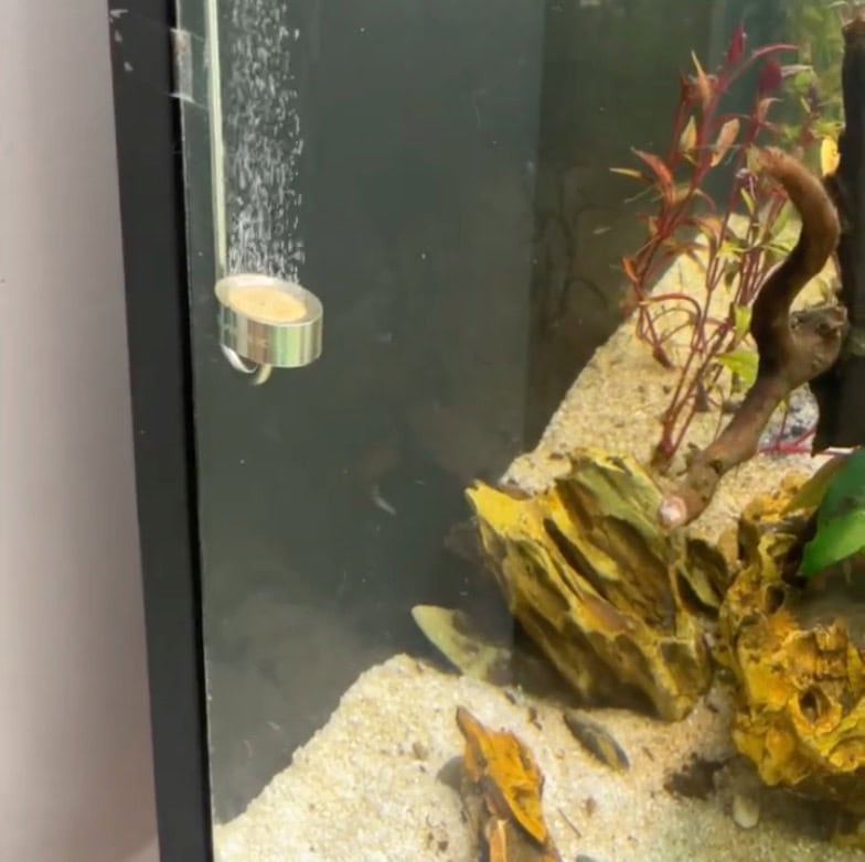 Aquarium cleaning and maintenance experts.