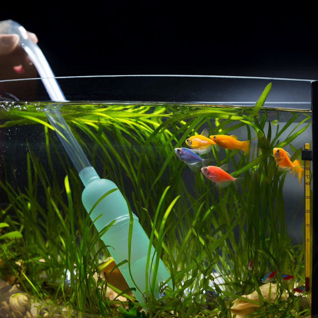 Fish tank cleaning in summer: the complete guide to keeping freshwater tanks clear, stable, and healthy 3 Fish tank cleaning in summer with a gravel siphon during a partial water change