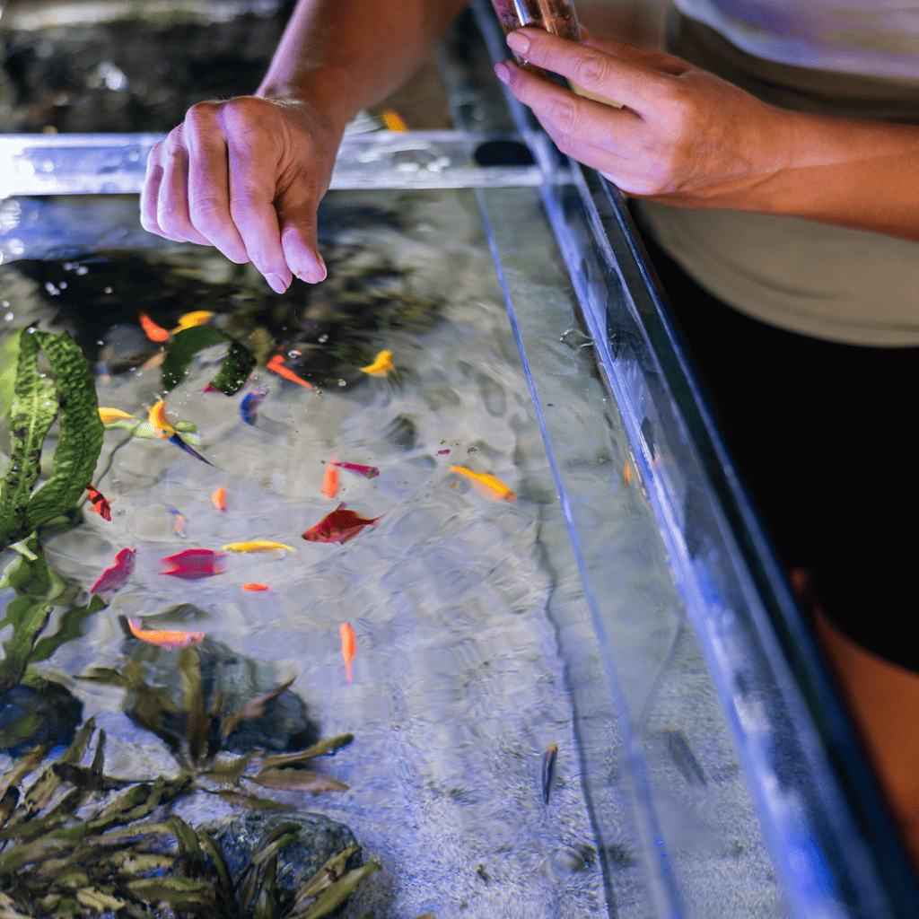 A person holds a phone and reaches into a fish tank filled with colorful fish and green aquatic plants—perhaps checking for common aquarium maintenance issues as their arm reflects on the clear glass surface.