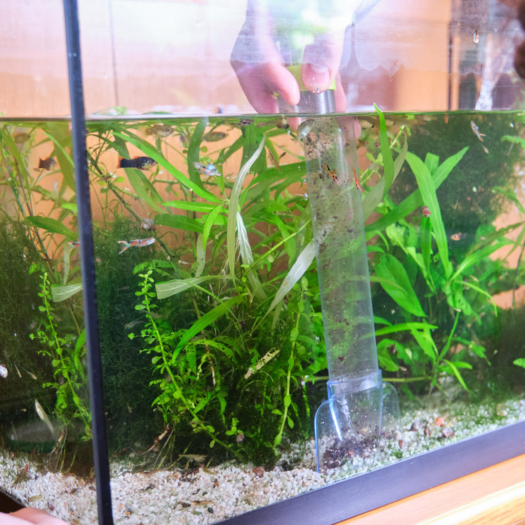 What Size Fish Tank Should I Get? A Practical Guide to Choosing the Right Aquarium 1 A hand uses a gravel vacuum to clean the substrate in a planted aquarium with green aquatic plants and small fish swimming inside.