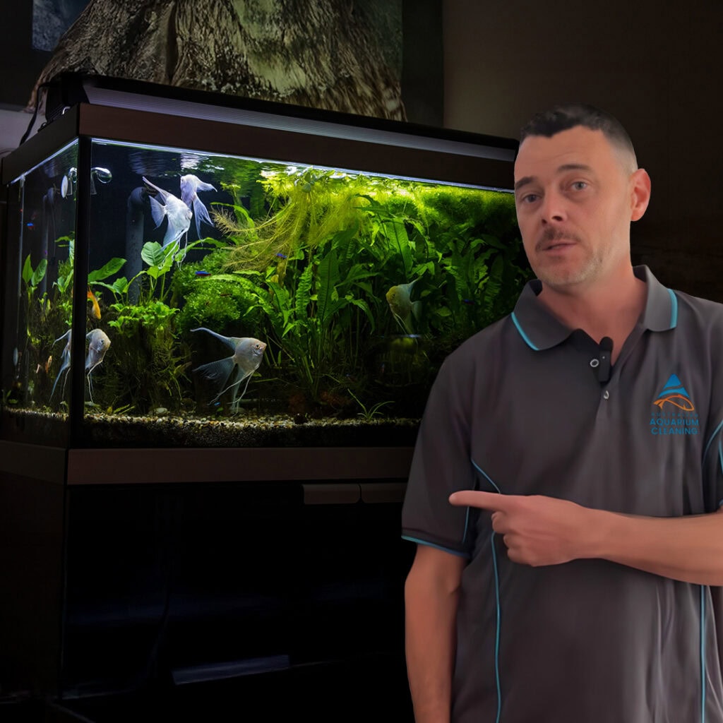 Brendan, owner and founder of Australian Aquarium Cleaning, points to a lushly planted aquarium filled with green plants and several angelfish. An ideal showpiece for anyone wondering what size fish tank should I get for a stunning display.