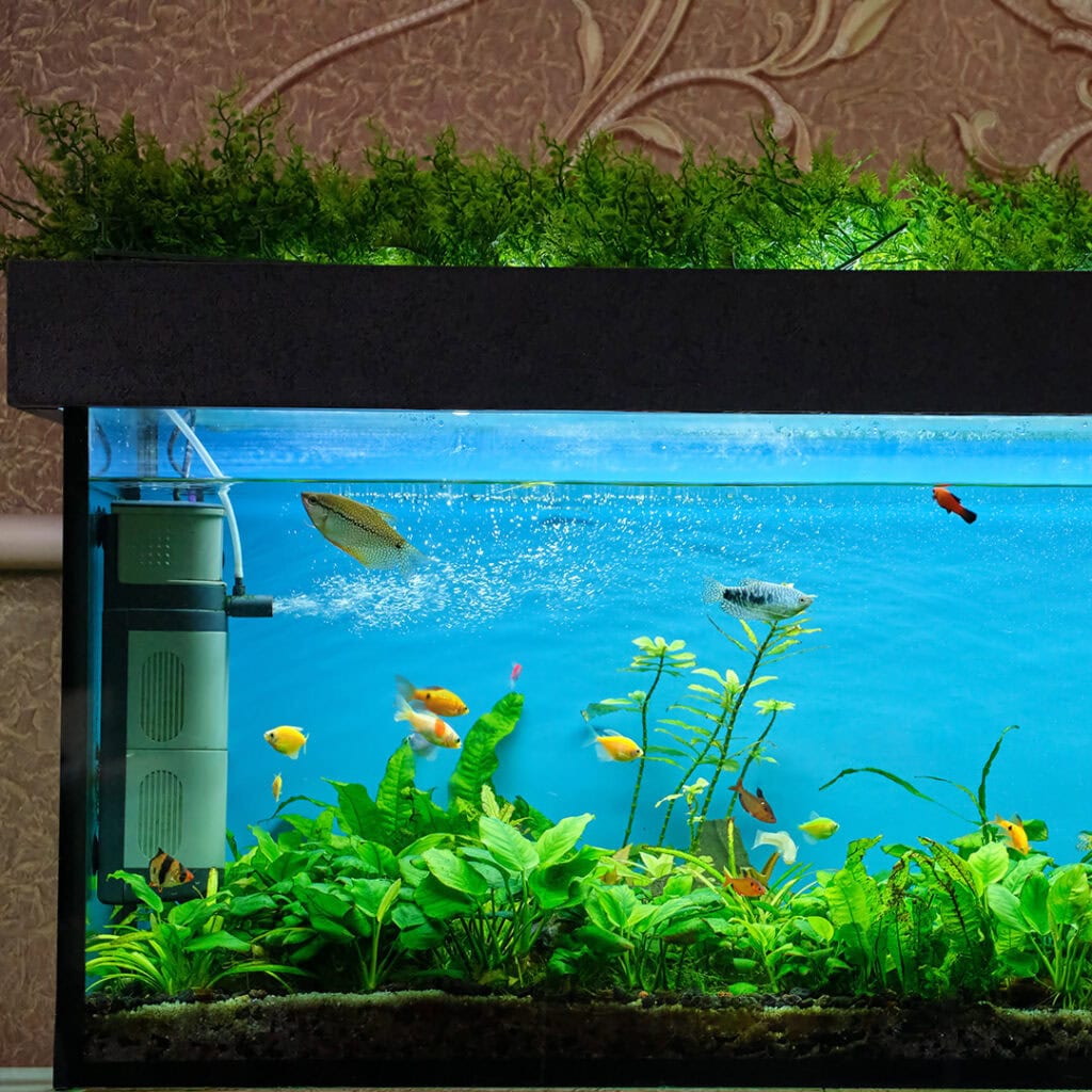 Aquarium filtration systems brisbane clean freshwater aquarium with healthy fish and plants