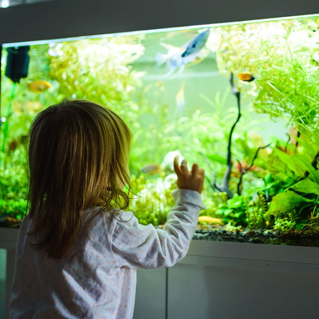 aquarium filtration systems Brisbane clean freshwater fish tank with child observing healthy aquarium