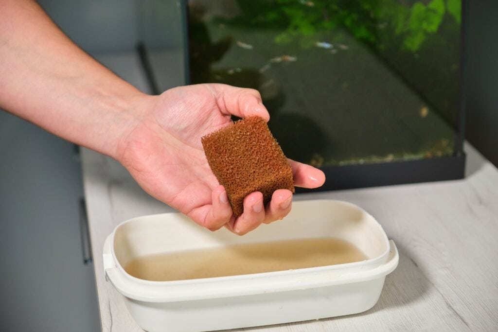 How to Clean an Aquarium Filter Safely Without Making Your Water Go Cloudy 4 An aquarium owner holds a brown aquarium filter sponge above a white container filled with dirty water, showcasing essential aquarium maintenance with part of a fish tank visible in the background.