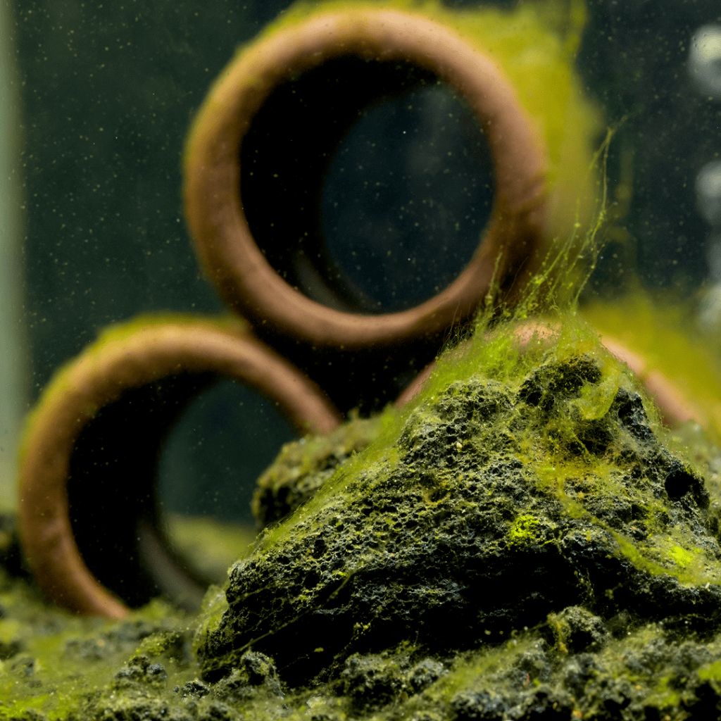 Aquarium rock and filter intake covered in green hair algae, a fish tank warning sign of excess light or nutrients