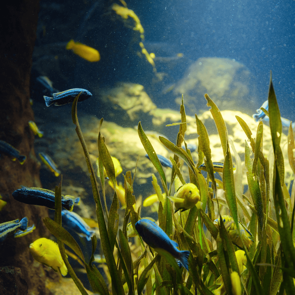 Aquarium with hazy, cloudy water and visible particles, a common fish tank warning sign