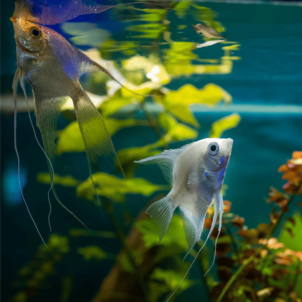 Two angelfish swim in a clear aquarium with green plants and rocks, one silver and one partly purple, both with long, flowing fins. Their reflections are visible on the water’s surface.