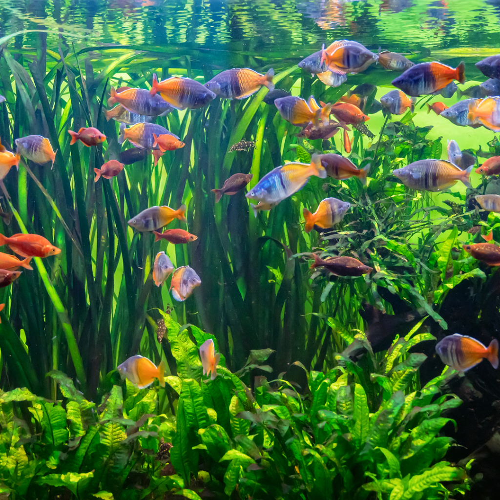 Clean healthy freshwater aquarium with clear water and active fish, showing none of the fish tank warning signs covered in this guide