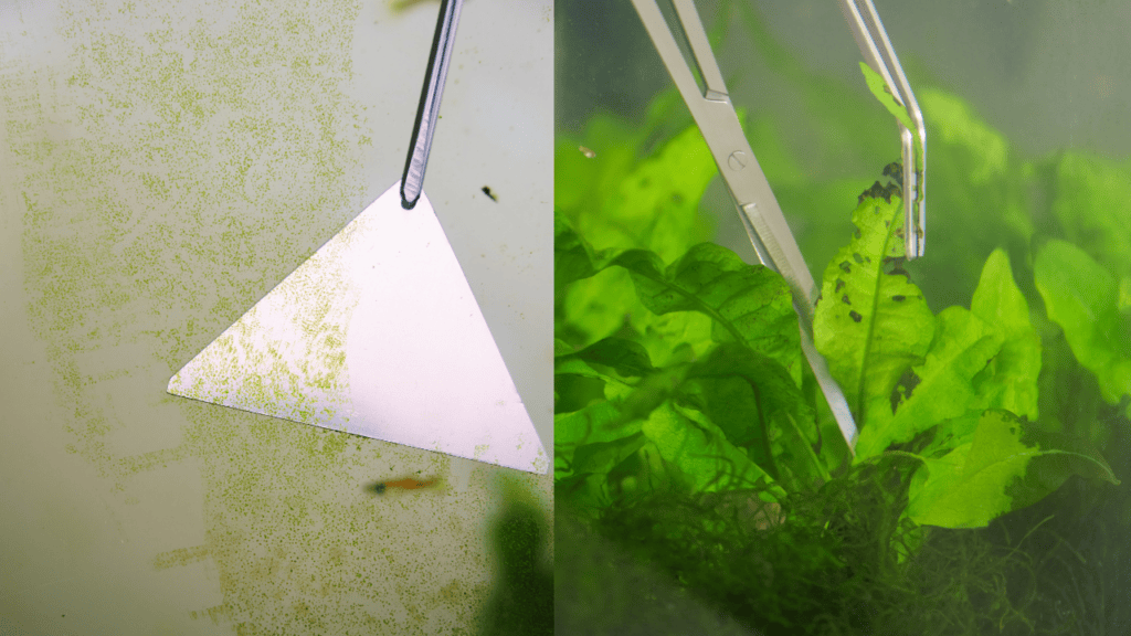 A split image shows aquarium maintenance: on the left, stubborn algae on aquarium glass is being scraped away with a tool a common issue when aquarium algae keeps coming back; on the right, tweezers are used for algae control in the aquarium by removing debris from lush green aquatic plants. Call aquarium professionals when you find yourself asking why does my fish tank keep getting algae