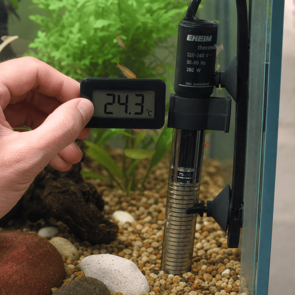 A hand holds a digital thermometer reading 24. 3°c next to an aquarium heater attached inside a fish tank with plants, rocks, and gravel at the bottom, demonstrating essential winter aquarium care to maintain a stable and healthy environment for aquatic life.
